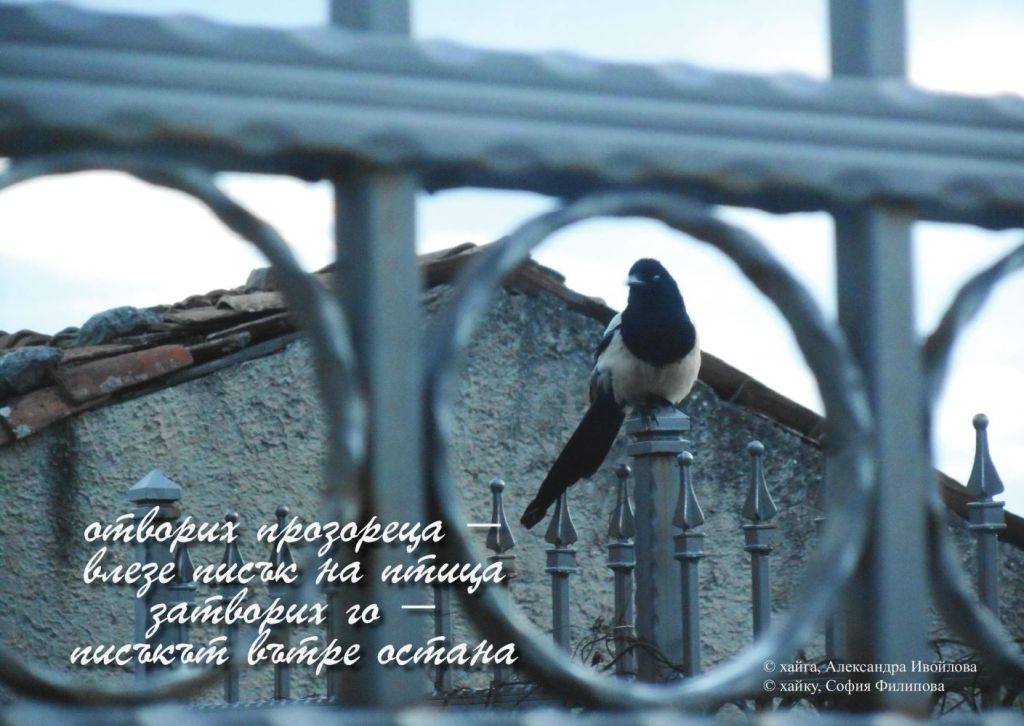 Александра Ивойлова - фотохайга