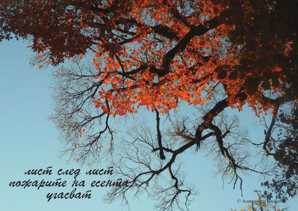 Александра Ивойлова - фотохайга