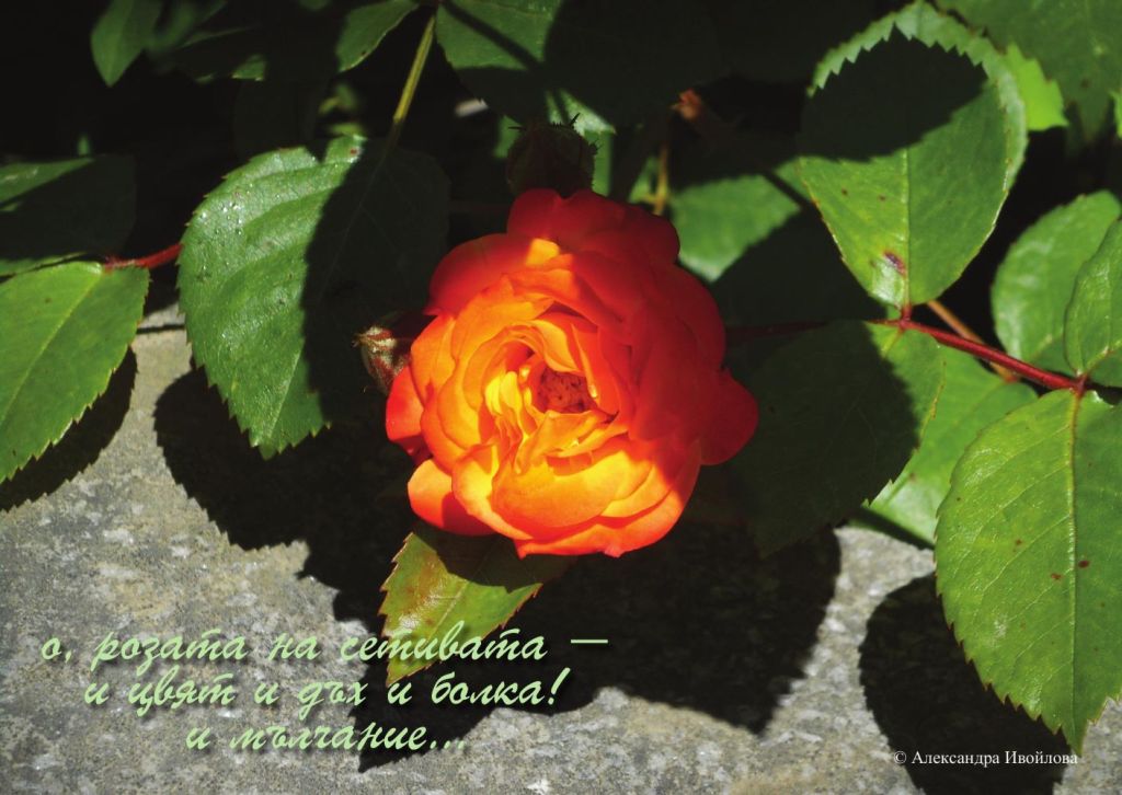 Александра Ивойлова - фотохайга